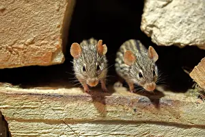 Concentrated: Striped Grass Mice (Lemniscomys barbarus), adult