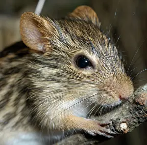 Barbarus: Striped Grass Mouse