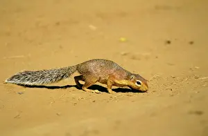 Xerus: Striped Ground Squirrel - sniffing ground