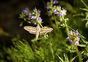 Lineata: Striped Hawk-moth