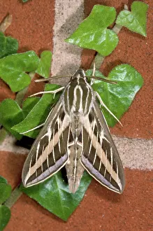Lineata: Striped Hawk-Moth