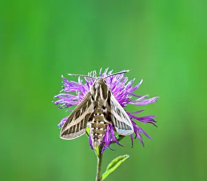 Hyles: Striped Hawkmoth - on flower