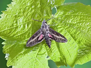 Hyles: Striped Hawkmoth - on vine foodplant