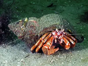 Hermit: Striped hermit crab (Pagurus anachoretus), underwater