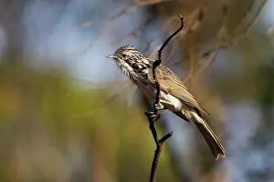 Honeyeaters: Striped Honeyeater