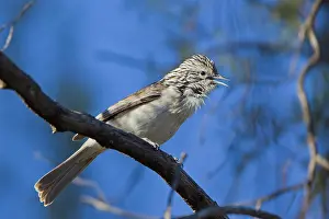 Wandoan: Striped Honeyeater