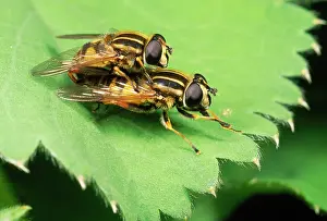 Hoverflies: Striped Hoverflies - mating pair
