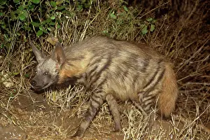 Hyaenas: Striped Hyaena