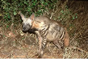 Hyaena: STRIPED HYAENA