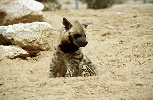 Hyaena: STRIPED HYAENA