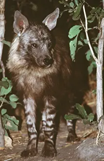 Hyaena: STRIPED HYAENA - close-up