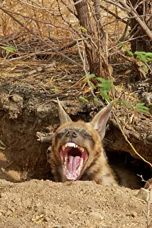 Growling: Striped Hyena