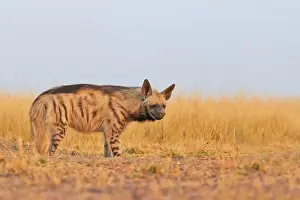 Hyaena: Striped Hyena
