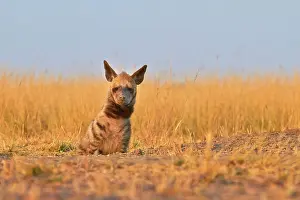 Hyaena: Striped Hyena