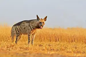 Hyaena: Striped Hyena