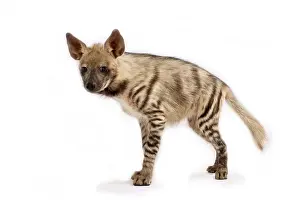 Hyaena: Striped hyena (Hyaena hyaena)