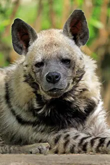 Hyaena: Striped hyena (Hyaena hyaena), adult, portrait