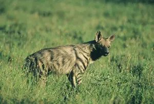 Hyaena: Striped Hyena, (Hyaena hyaena), near den