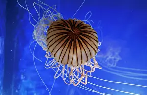 Chrysaora: Striped JELLYFISH