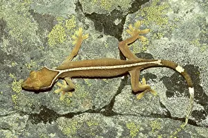 Skunk: Striped Jungle Gecko