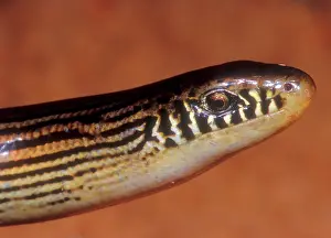 Fold: Striped Lateral Fold Lizard