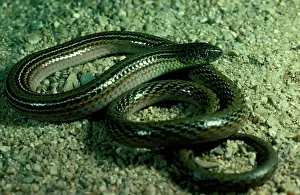 Legless: Striped legless lizard - endangered / vulnerable species