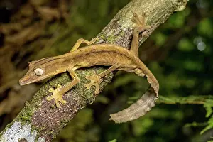 Lineatus: Striped lined leaf-tailed gecko (Uroplatus lineatus)