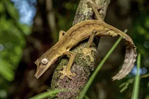 Lineatus: Striped lined leaf-tailed gecko (Uroplatus lineatus)