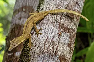 Lineatus: Striped lined leaf-tailed gecko (Uroplatus lineatus)
