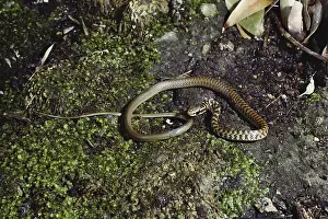 1980: Striped Lizard Eater
