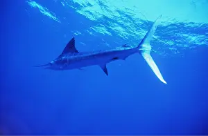 Fins: Striped Marlin