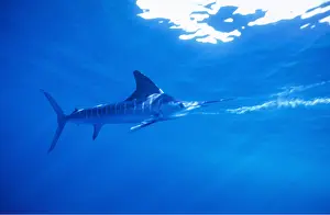 Sideview: Striped Marlin - sideview