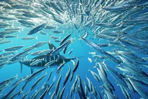 Sardine: Striped marlin (Tetrapturus audax) feeding on sa