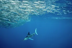 Sardine: Striped marlin (Tetrapturus audax) feeding on sa