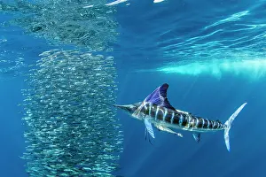 Sardine: Striped marlin (Tetrapturus audax) feeding on sa