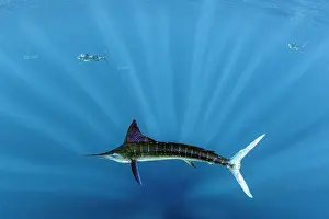 Sardine: Striped marlin (Tetrapturus audax) feeding on sa