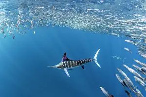 Sardine: Striped marlin (Tetrapturus audax) feeding on sa