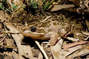 Tasmaniensis: Striped marsh frog