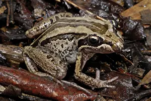 Anuran: Striped Marsh Frog
