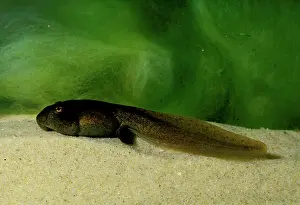 Peronii: Striped marsh frog - advanced tadpole. Life cycle 5/6