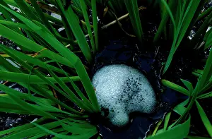 Peronii: Striped marsh frog - frothy 'raftI with eggs embedded