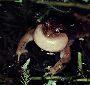 Sacs: Striped marsh frog - male, calling