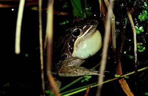 Sacs: Striped marsh frog - male, calling