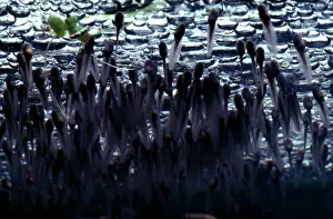Peronii: Striped marsh frog - newly-hatched tadpoles clinging