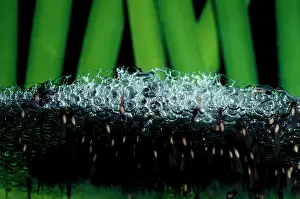 Peronii: Striped marsh frog - tadpoles emerging from foam..Life