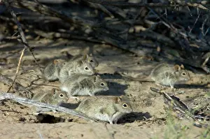 Pumilio: Striped Mice - Individuals aggregating under bushes