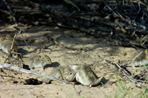 Mutual: Striped Mice - Individuals aggregating and grooming