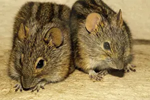 Pumilio: Striped Mouse