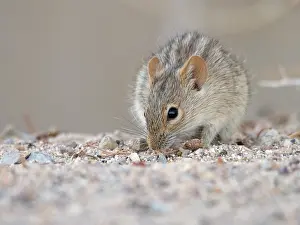 Rhabdomys: Striped mouse