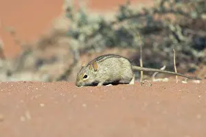 Rhabdomys: Striped mouse